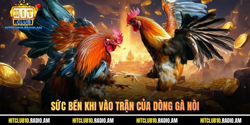 suc-ben-khi-vao-tran-cua-dong-ga-noi